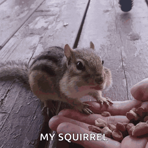 Chipmunk Chewing GIF
