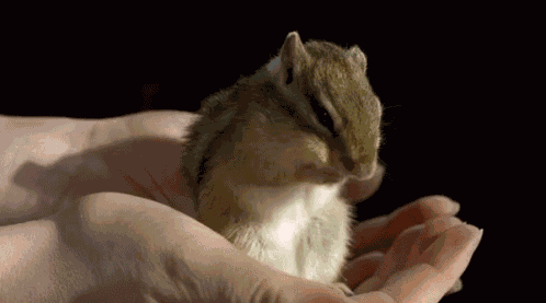 Chipmunk Hand GIF