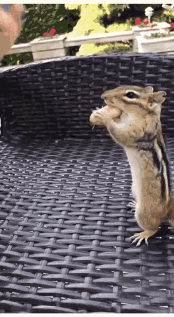 Chipmunk Peanuts GIF
