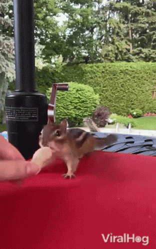Chipmunk Viralhog GIF