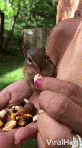 Chipmunk Viralhog GIF