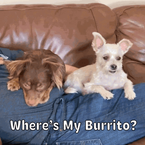 Chipotle Burrito GIF