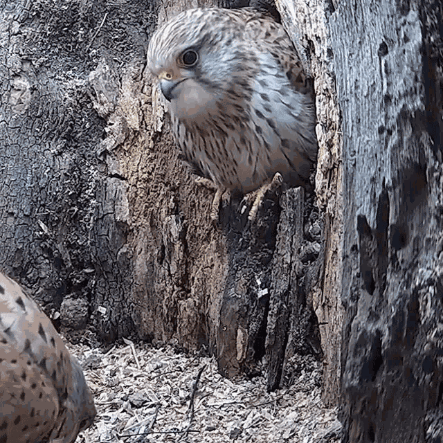 Chirping Robert E Fuller GIF