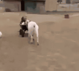 Chivens Driving GIF