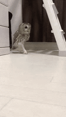 Chouette Sneaky GIF