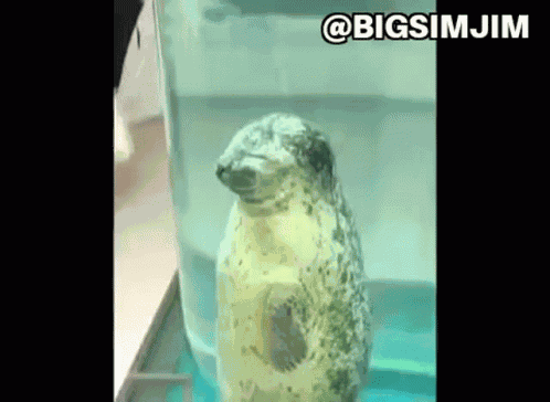 Christian Seal GIF