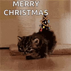 Christmas Cat Christmas Tree GIF