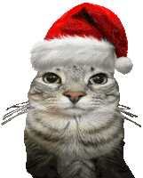 Christmas Cat Sticker