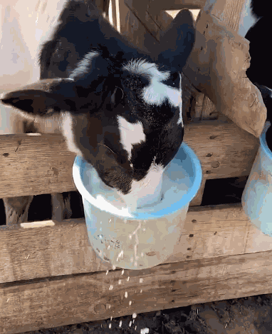 Chuck Cow GIF