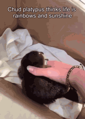 Chud Platypus Thinks Life Is Sunshine And Rainbows Meme GIF