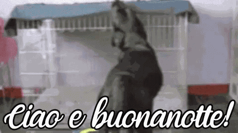 Ciao E Buonanotte Notte Sogni D'Oro A Domani Dormire Cane GIF