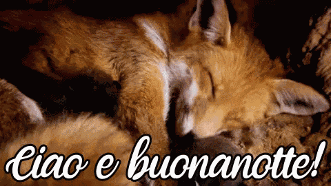 Ciao E Buonanotte Notte Sogni D'Oro A Domani Dormire Volpe GIF