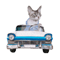 Classic Car Cat Devon Rex Chevy Driving Cute Funny Sticker