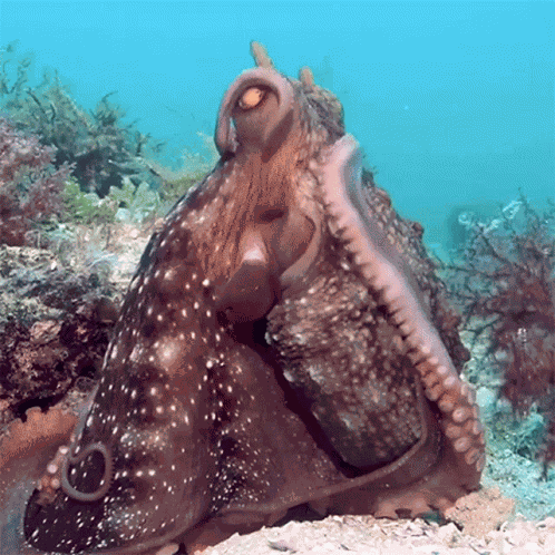 Cleaning My Body Octonation GIF
