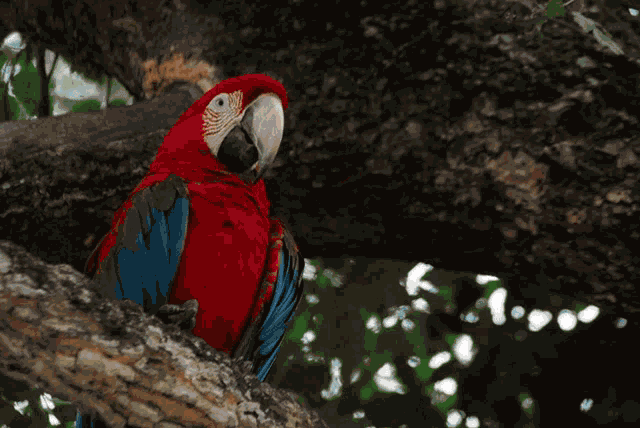 Climate Friendly Products Plant A Tree GIF