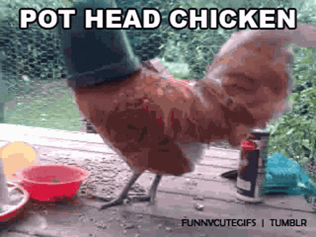 Cock Block Pot Head Chicken GIF