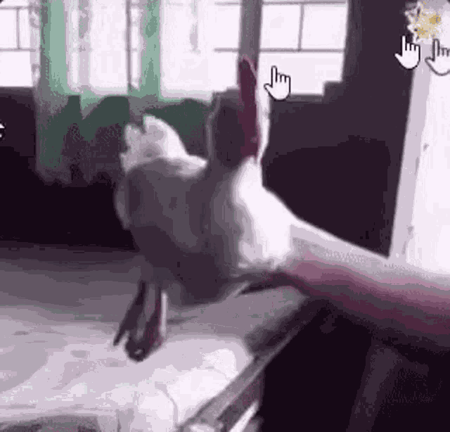 Cock Cock Inspection GIF