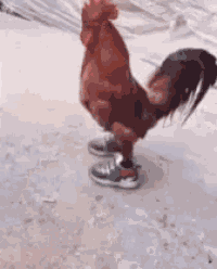 Cock GIF