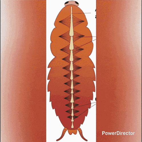 Cockroach Cockroaches GIF