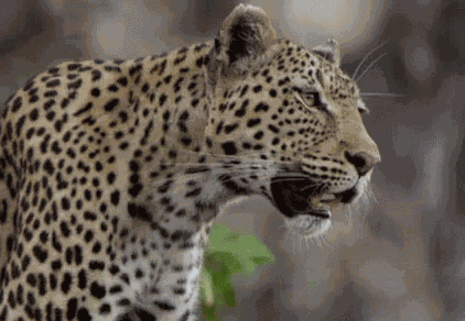 Come Here! GIF
