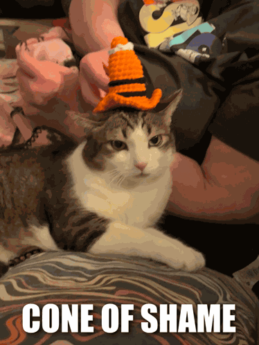 Cone Of Shame Cone Head GIF