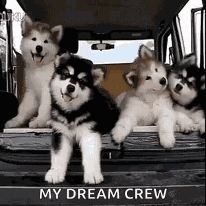 Confused Huskies GIF