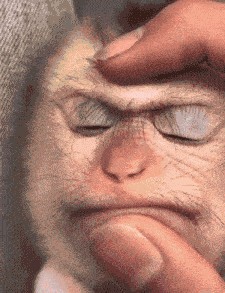 Confused Monkey Make Sense GIF
