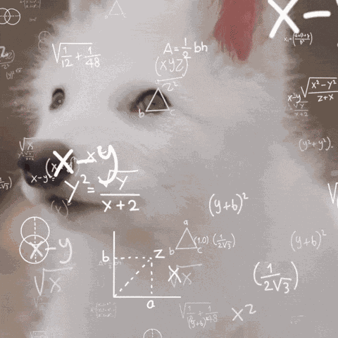 Confused White Dog GIF