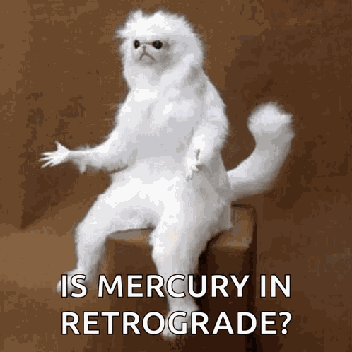Confused Whitepersanguardian GIF