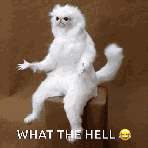 Confused Whitepersianguardian GIF
