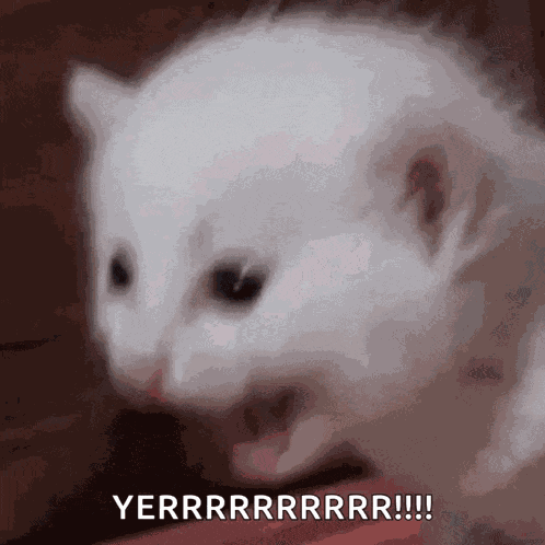 Controlmypc Cat GIF