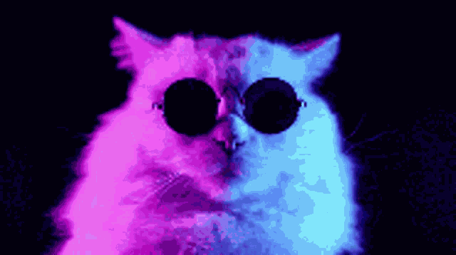 Cool Cat GIF