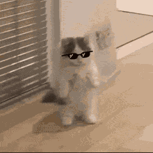Cool Cat Cool Shades GIF