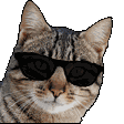 Cool Cat Sticker