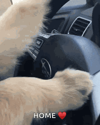 Cool Dog GIF