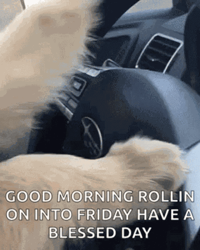 Cool Dog GIF