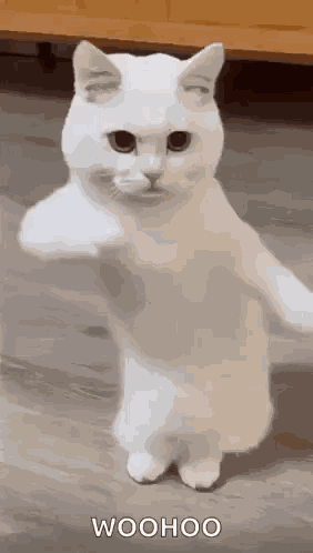 Cool Fun GIF