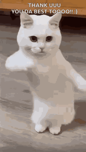 Cool Fun GIF