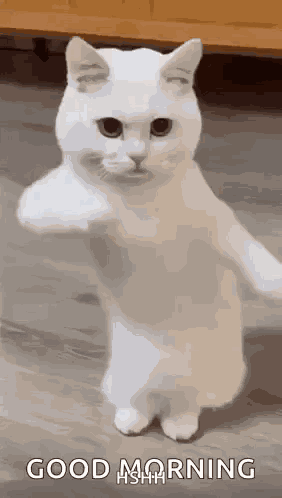 Cool Fun GIF