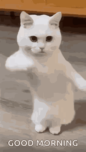 Cool Fun GIF