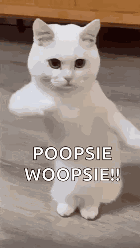 Cool Fun GIF