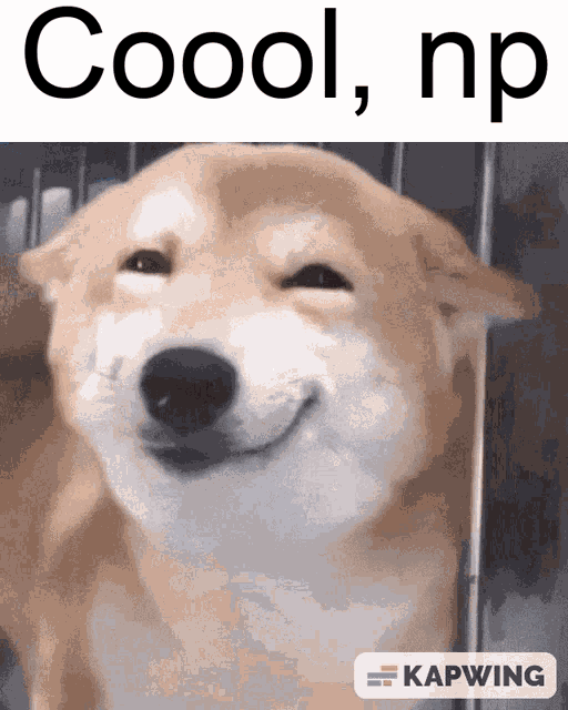 Cool Happy Dog GIF