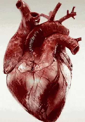 Corazon Latiendo GIF