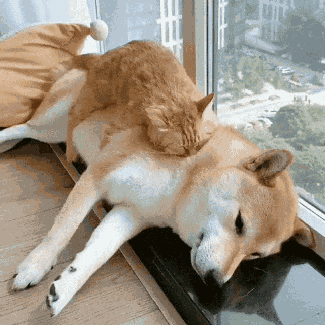 Corgi Cat GIF