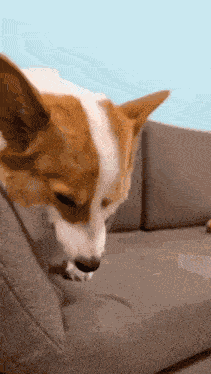 Corgi Dog GIF