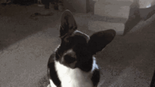 Corgi Head Tilt GIF