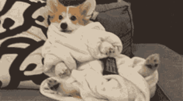 Corgi Puppy Puppies GIF