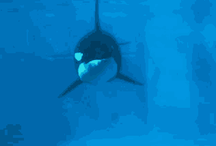 Corky Killer Whale GIF