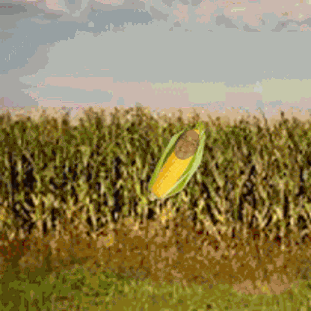 Corn Sustainable GIF
