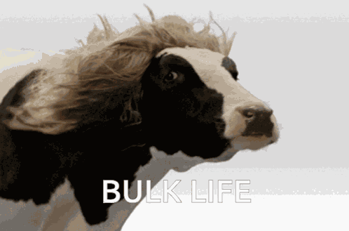 Cow Bulklife GIF